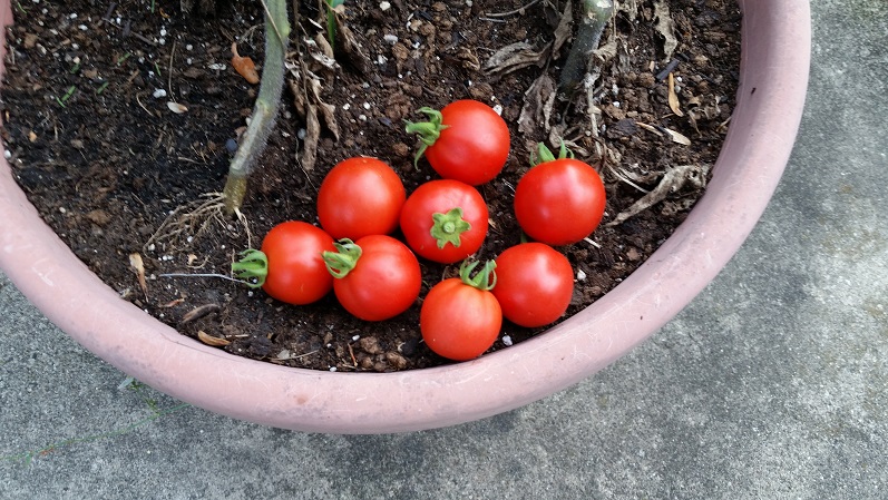 Cherry Tomatoes - Late Season